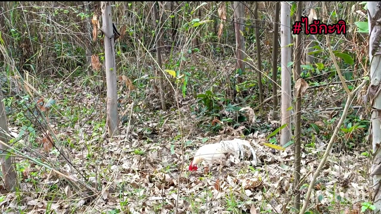 ต่อไก่ปี69 Ep.19 เจ้าถิ่นไม่เคยเห็นไก่สีแปลก ก็จะระแวงหน่อยครับ #animal #chicken 🤣🤣🤣🐓☘️🍃