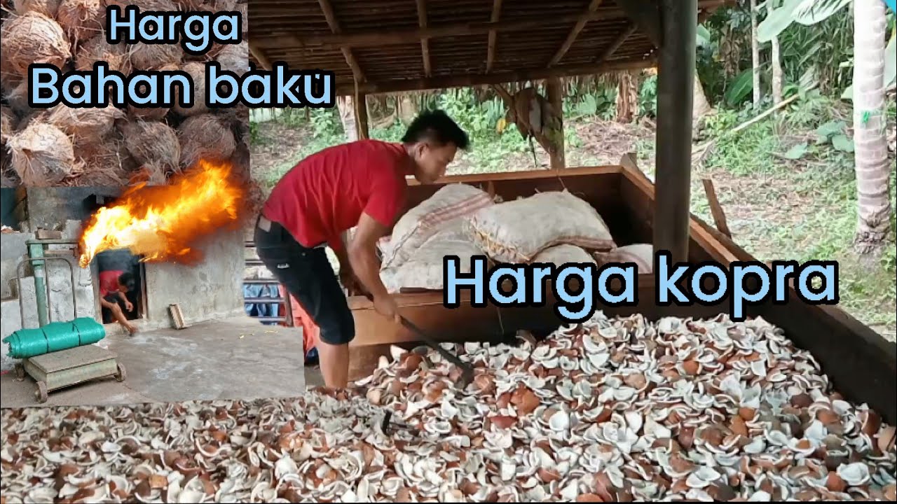 intip proses usaha pembuatan kopra di tempat kang ahyar | ada hal baru yang diterapkan disini‼️