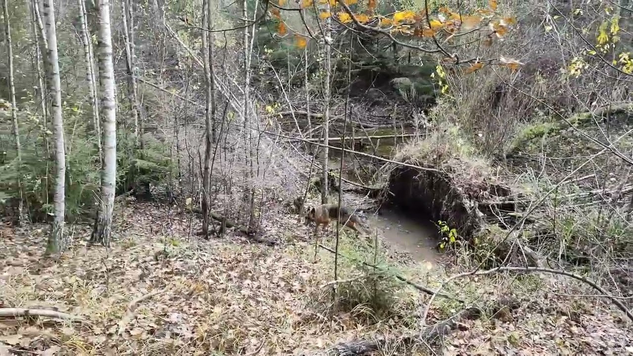 With a dog through an unfamiliar forest