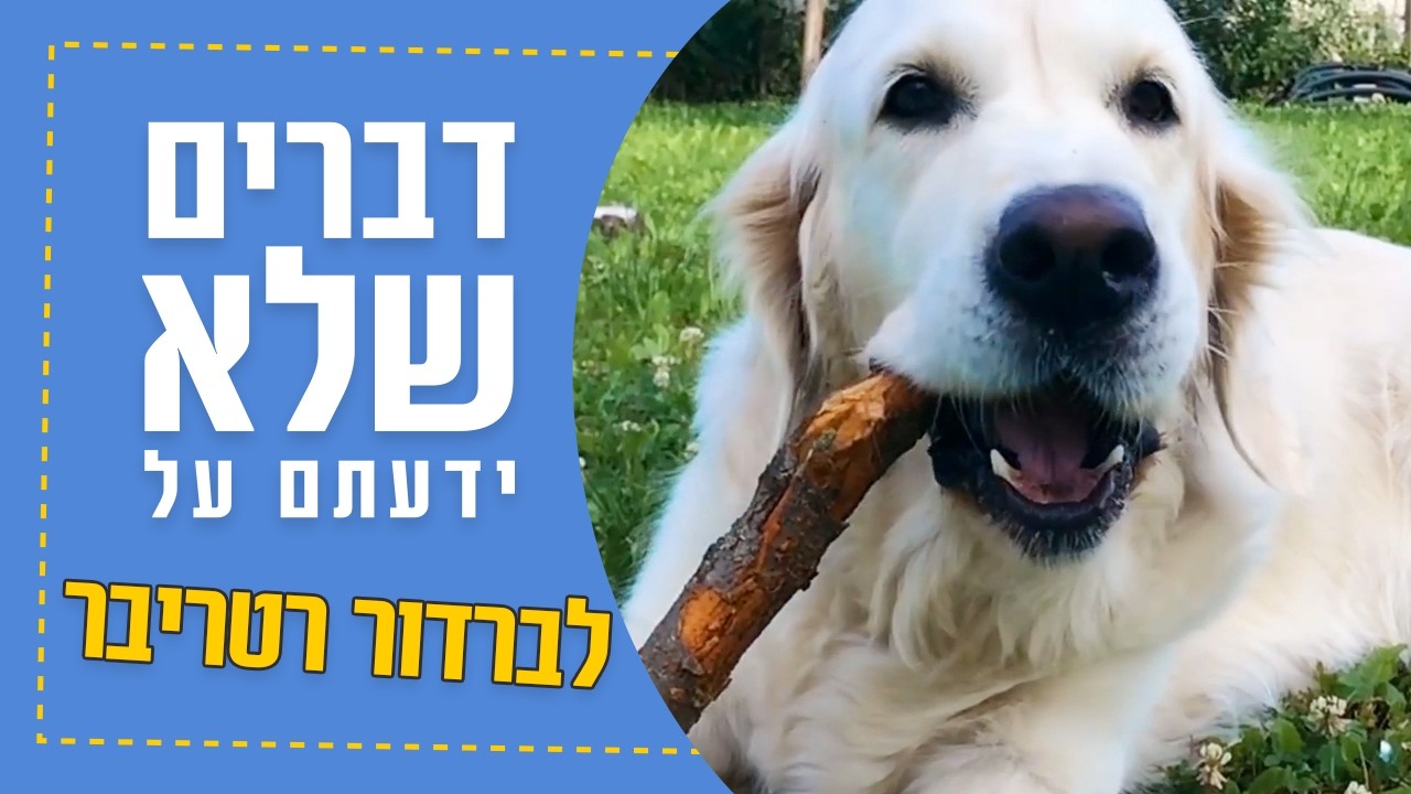 דברים שלא ידעתם על לברדור רטריבר