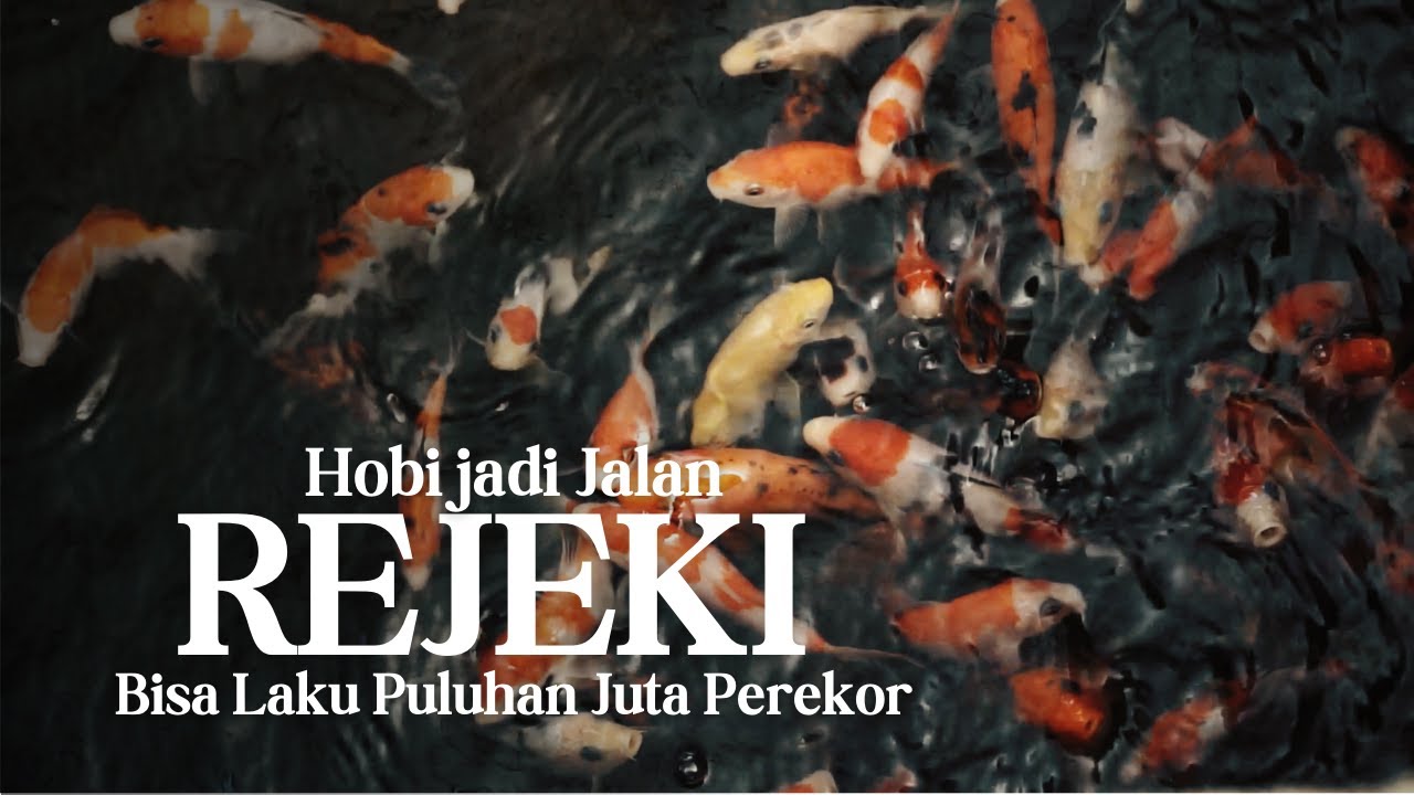 Dari Hobi Jadi Jalan Rezeki, Hoki Bisnis Ternak Ikan Koi