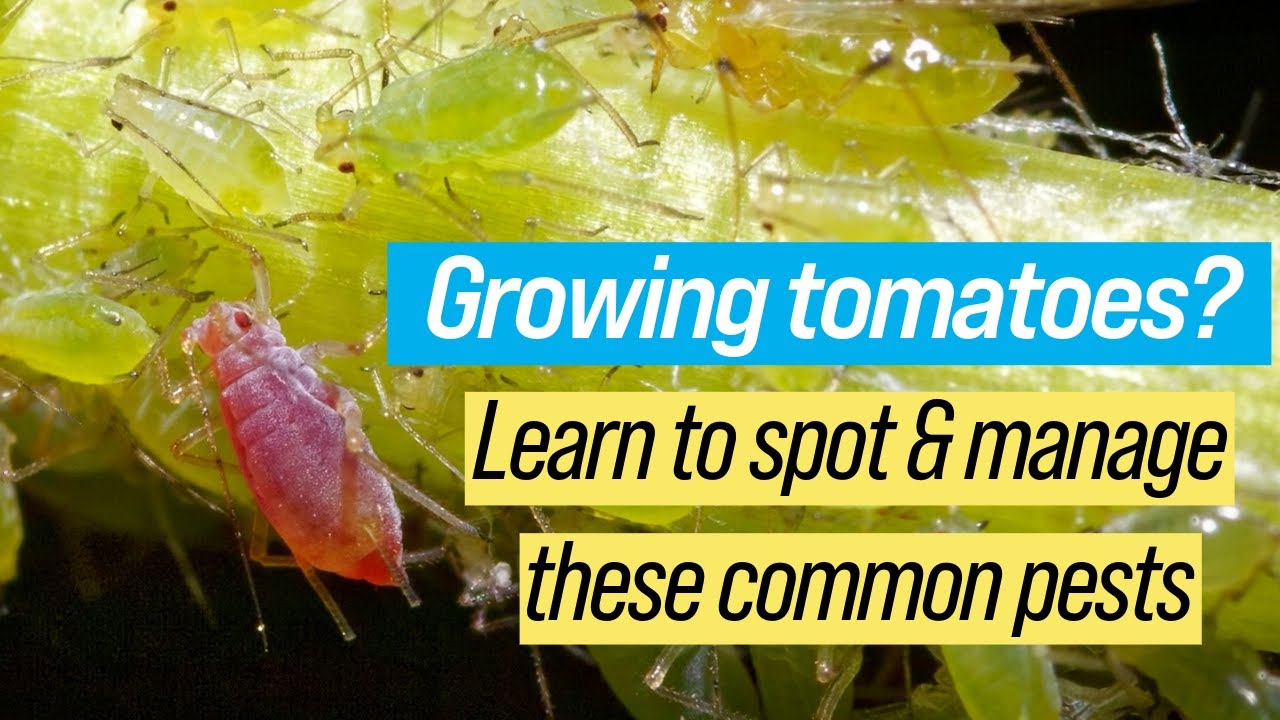 Tomato pests: Aphids, hornworms & the dreaded BMSB | Year-Round Gardening | garden tips