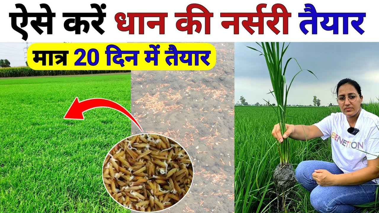 धान की नर्सरी डालने का सही तरीका 2025 | dhan ki nursery kaise taiyar kare | dhan ki kheti | Paddy