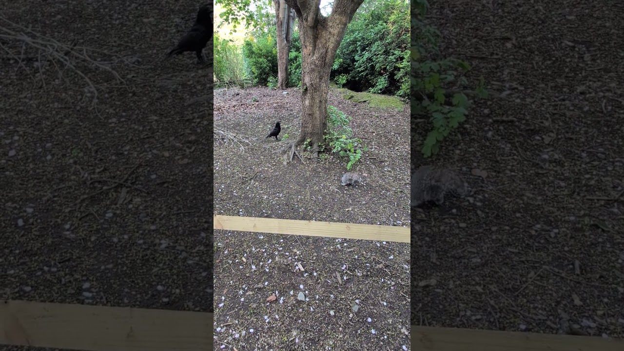 Squirrel and Crow under tree. #nature #squirrel #crow #wildlife