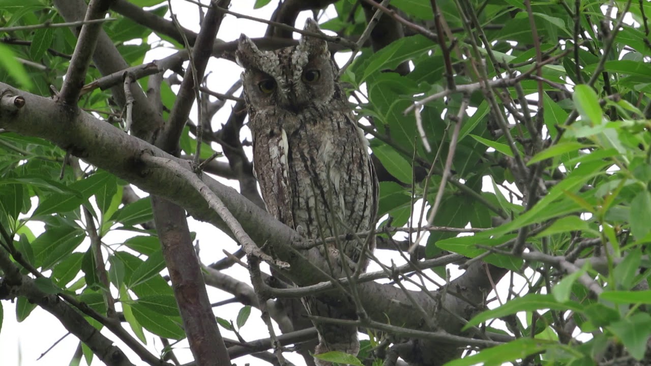 Cyprus Scops Owl, ( Otus Cyprius ) &theta;&omicron;&upsilon;&pi;ί - Endemic to Cyprus