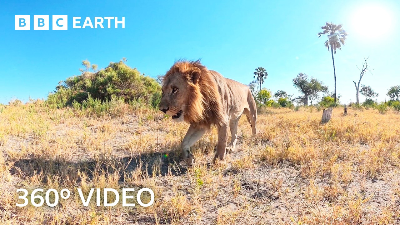 An Unfiltered Immersive Journey Through the Okavango Delta | 360&ordm; 4K Video | BBC Earth