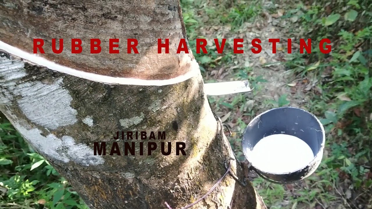Rubber Harvesting | Jiribam | Manipur