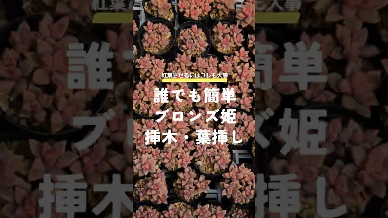 誰でもカンタンブロンズひめ挿し木・葉挿し