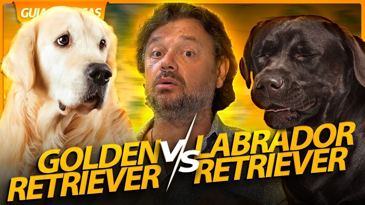 LABRADOR VS GOLDEN RETRIEVER! | RICHARD RASMUSSEN