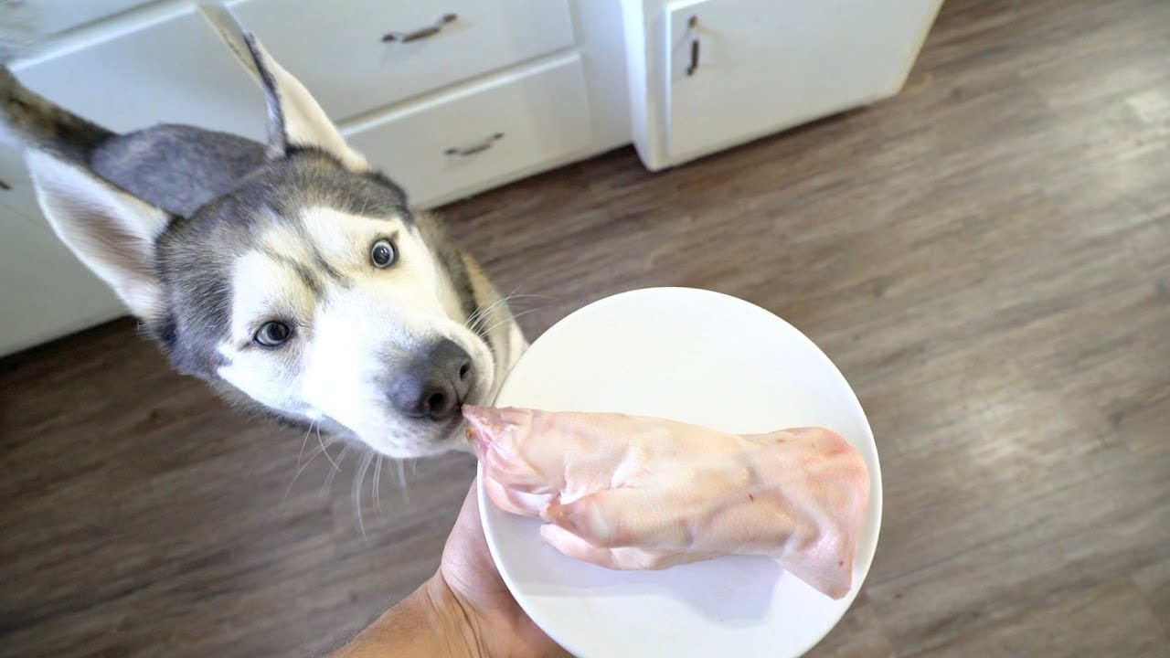 Husky vs Pork Foot! (ASMR)