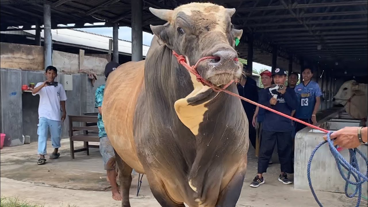 BEDOR DAN PAK FIRMAN BERBURU DI MARGO LEMBU❗️🔥🔥🔥