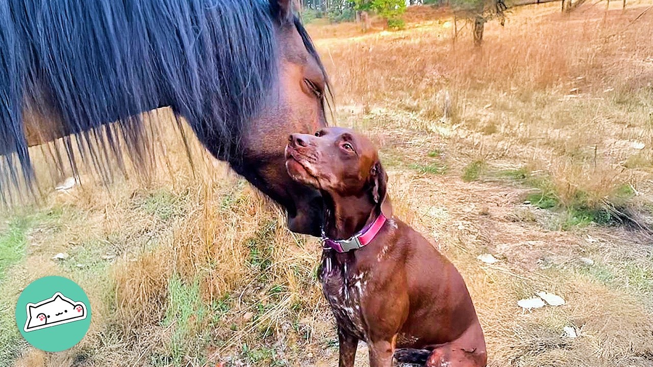 Dog Greets Her Horse Friend Every Day | Cuddle Buddies
