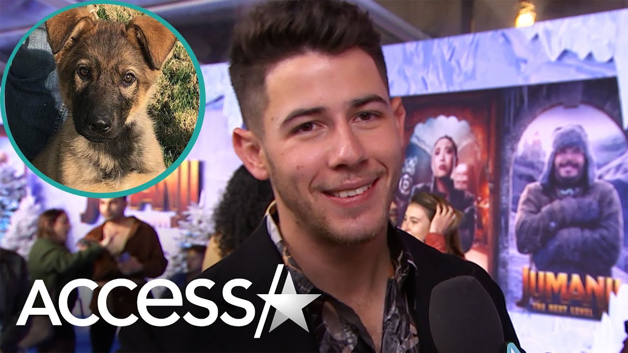 Nick Jonas Gives A Very Adorable Update On His New Dog Gino: 'He's Got Real Puppy Energy'