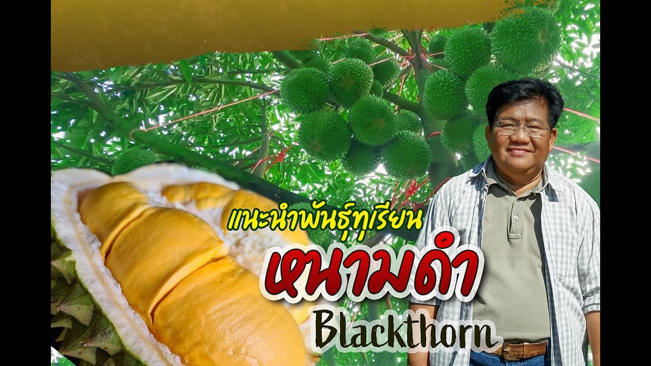 แนะนำทุเรียนหนามดำ จากสวน GKP : ต้นไม้และสวน TV
