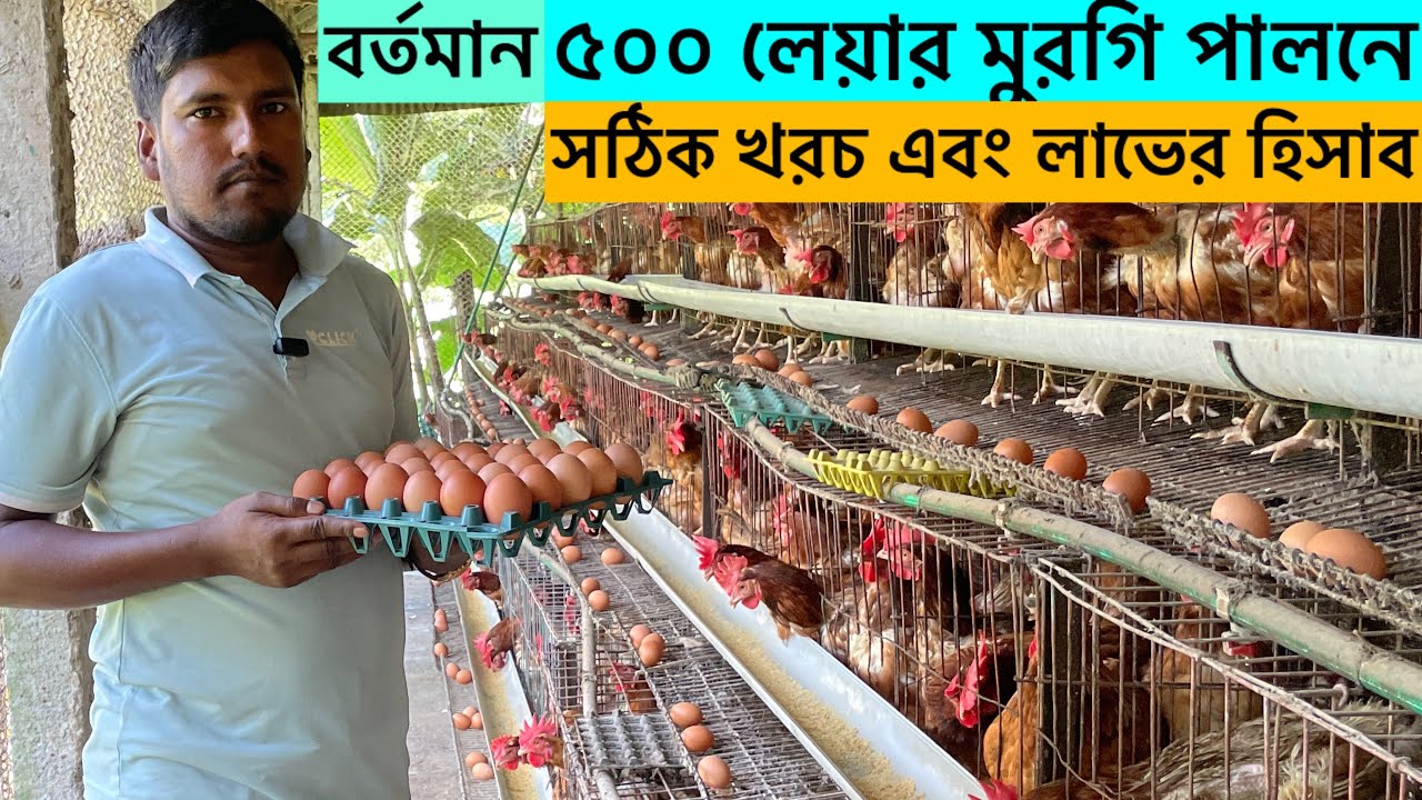 ৫০০ লেয়ার মুরগি পালনে সঠিক আয় ব্যয়ের হিসাব | মুরগির খামার | layer murgi farming | murgi farm income