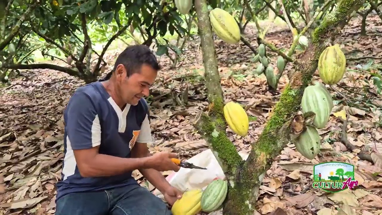 Cosecha y Producción del Cultivo de Cacao en Matagalpa #CulturAgroTV #INTA
