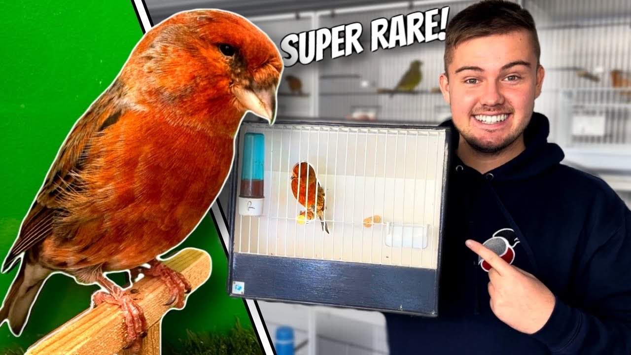 RARE Hybrid Finches are HERE!