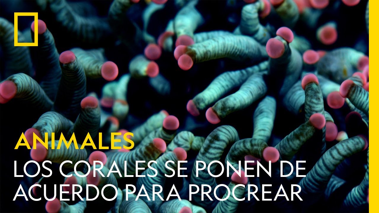 Los corales se ponen de acuerdo para procrear a la vez | NATIONAL GEOGRAPHIC ESPAÑA