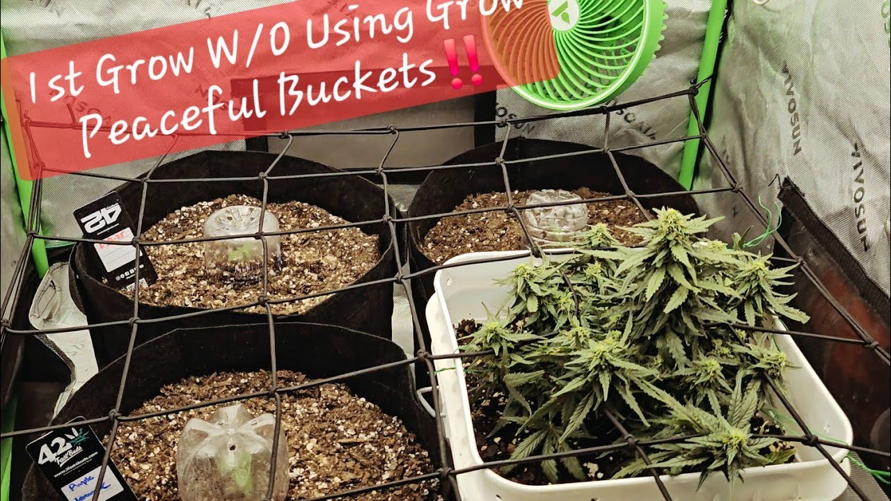 First grow without using Grow Peaceful Buckets!