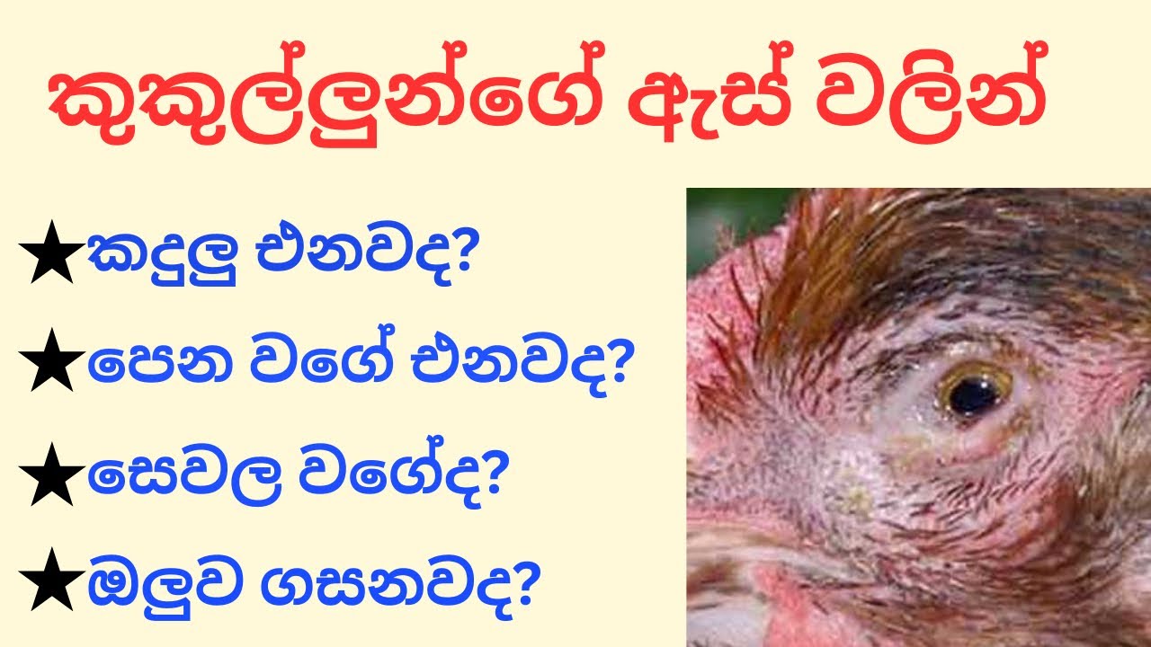 කුකුල්ලුන්ගේ ඇස් වලින් කදුලු එනවද? පෙනවගේ එනවද? සෙවල වගේද? මොකද විසදුම??😕😕🐔🐣