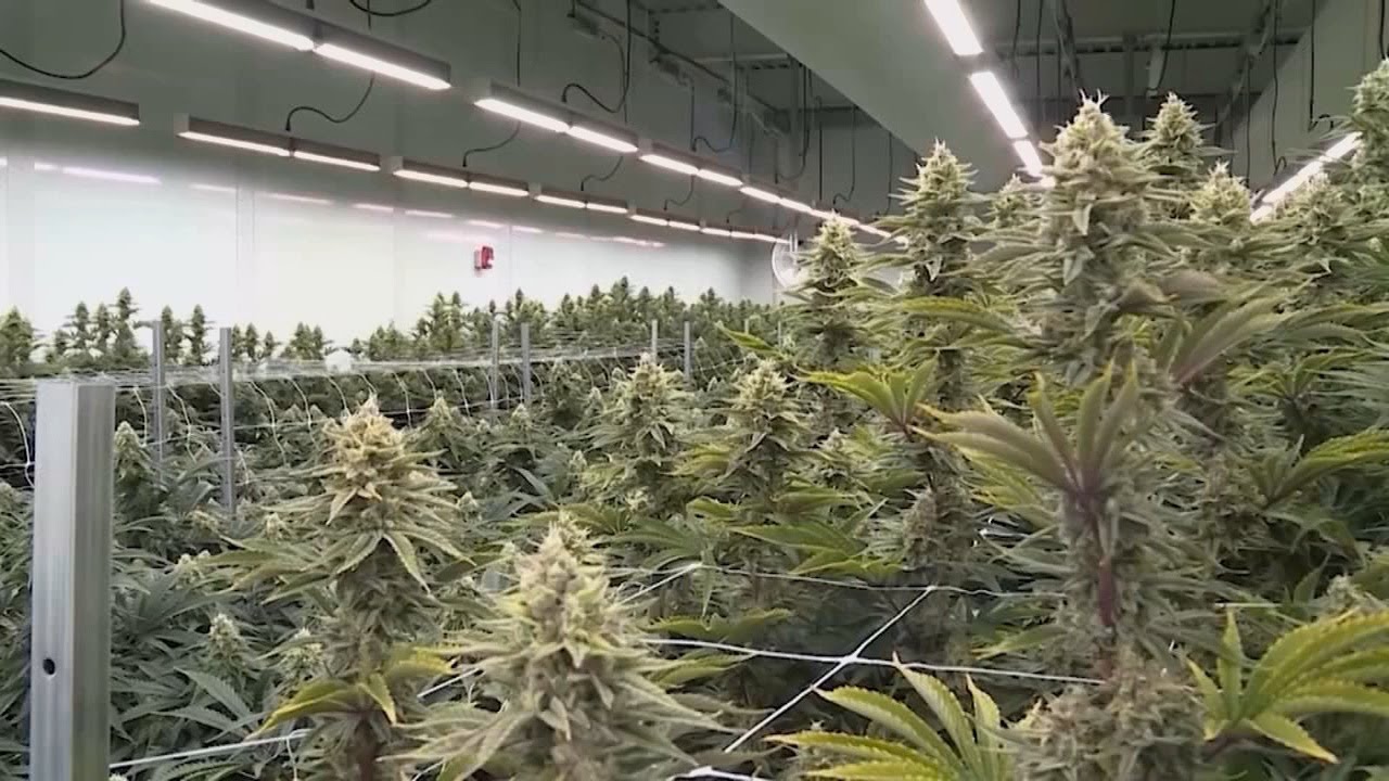Medical cannabis access 'very close' as Kentucky awaits dispensary openings
