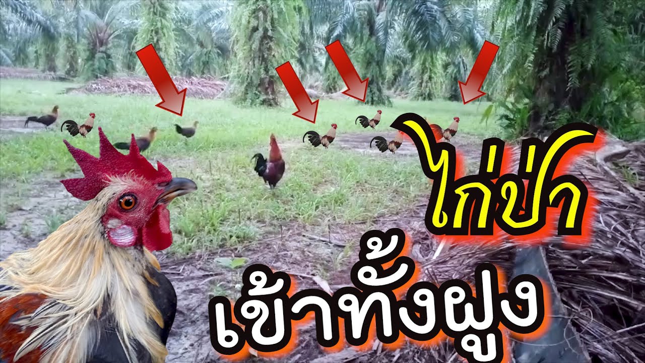 ต่อไก่ป่าสีแปลกเข้ามาทั้งฝูงเลย#เจมส์ไก่ป่า