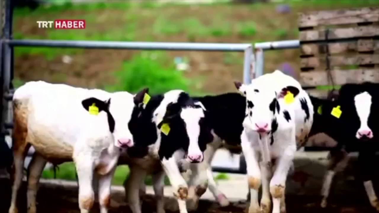 Genç Girişimci TKDK dan 1.200.000 TL Hibe aldı, Avrupa Standartlarında Besi Çiftliği Sahibi Oldu