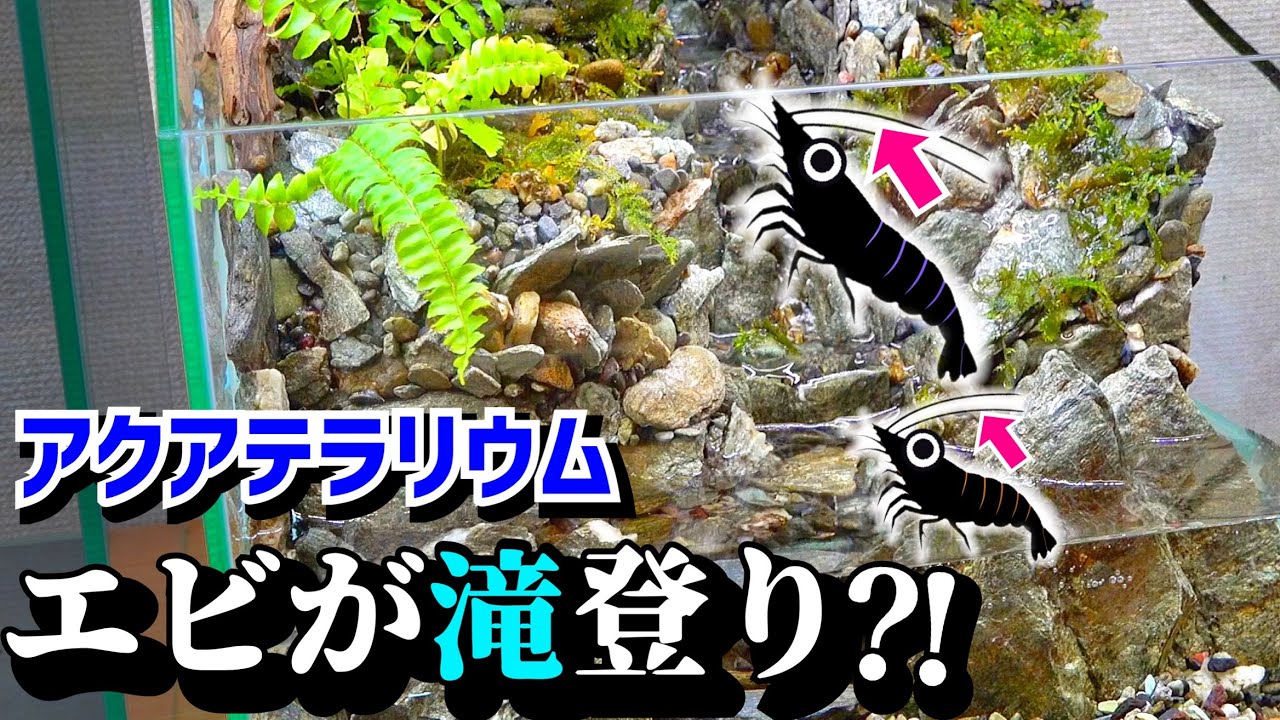 滝の流れる水槽を作ってエビを入れると…【冬休み暇人専用一気見版】
