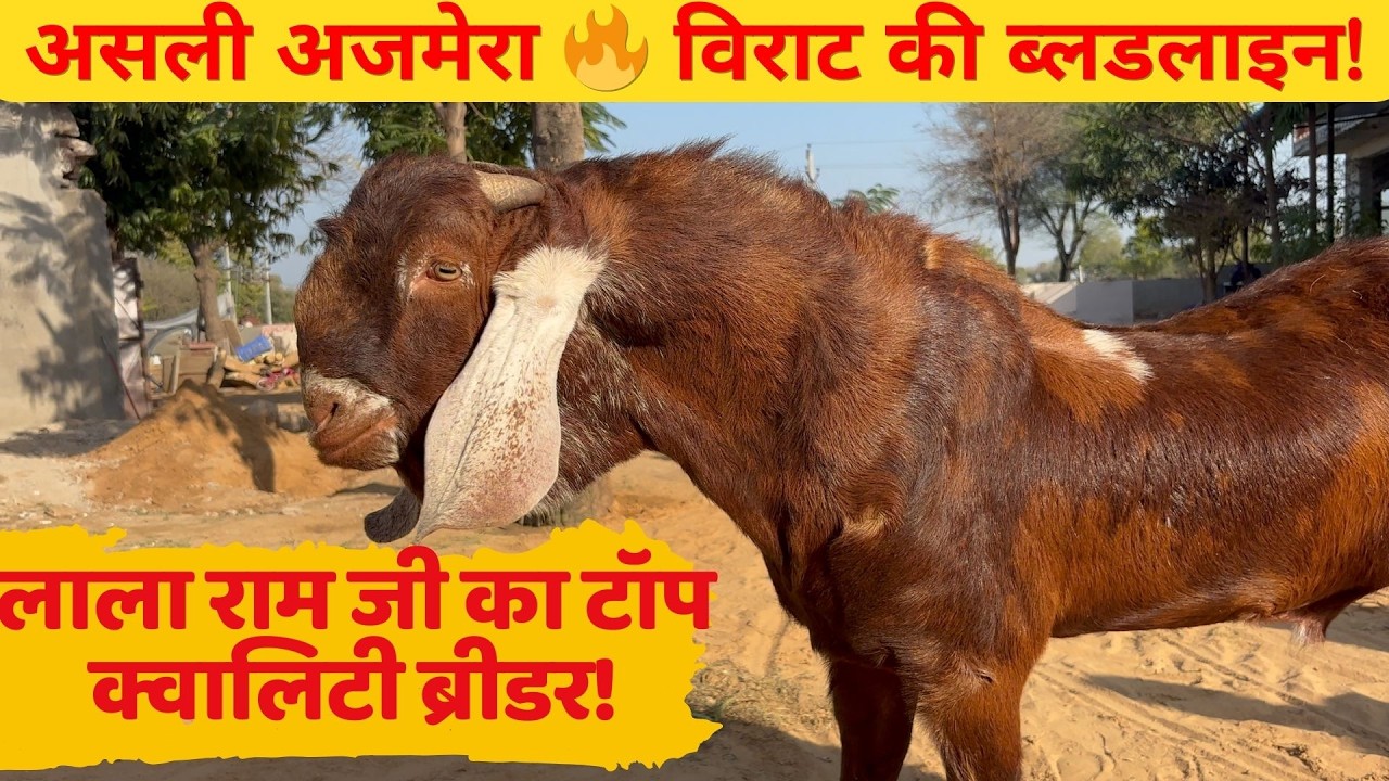 अजमेरा ब्रीडर | विराट का बेटा | टॉप क्वालिटी ब्रीडर  #goatfarming #bakripalankaisekre