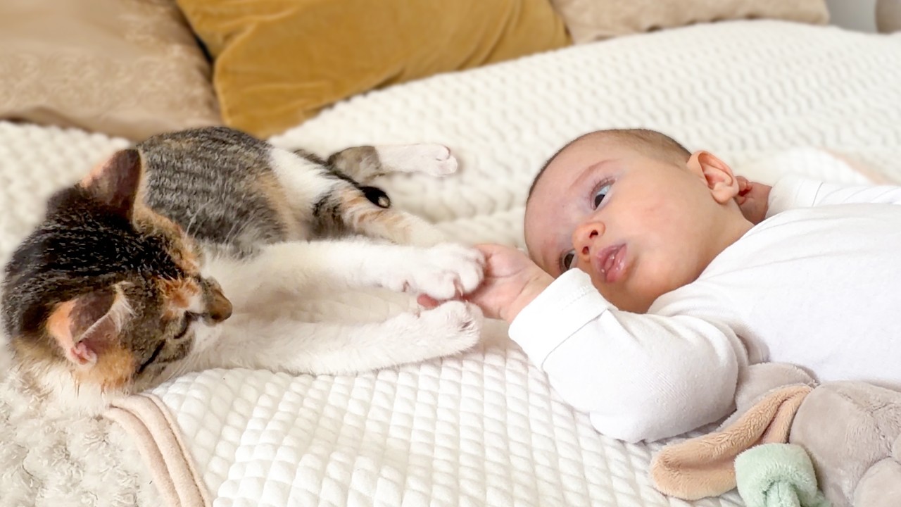 Baby Plays with a Kitten for the First Time