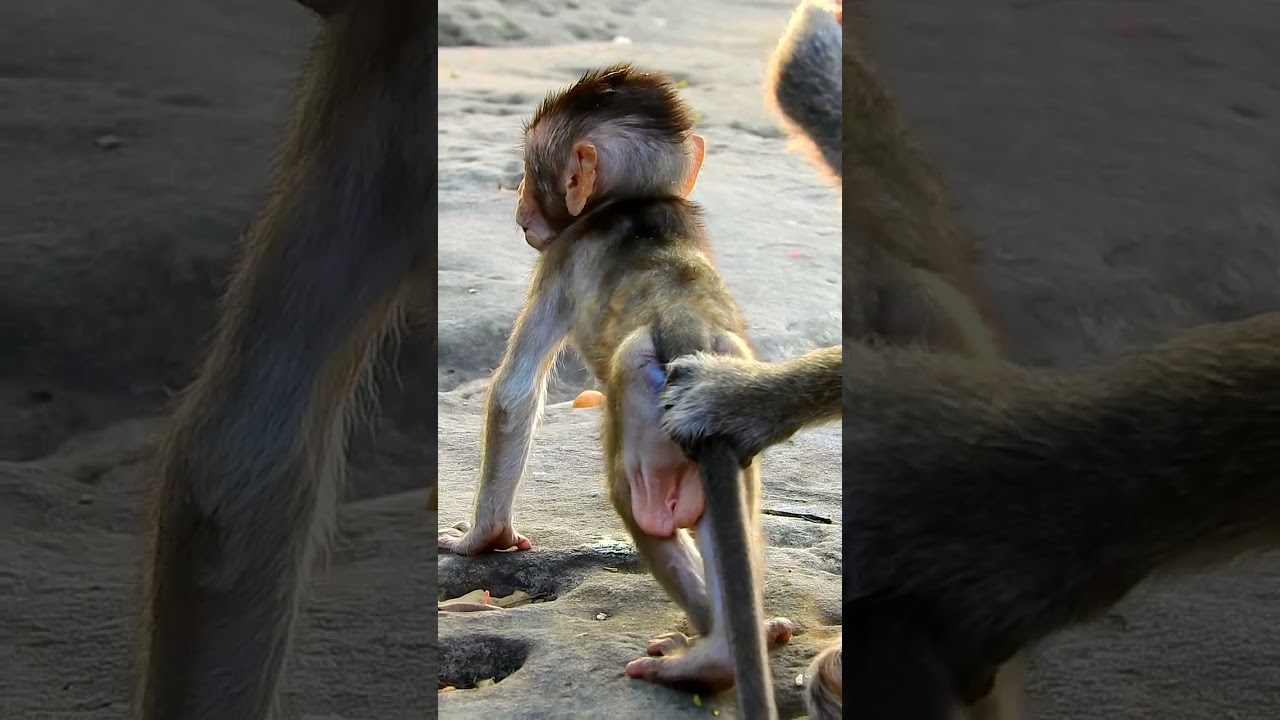 Awesome Newborn Baby Monkey Walk Well