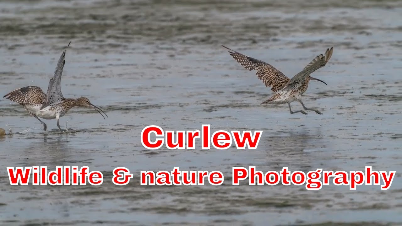 Curlew wildlife photography at Lymington UK