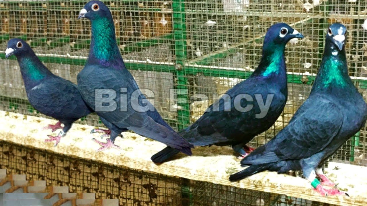 Racring Homer Pigeon Breeding Farm Visit | Best Homing pigeons breeders