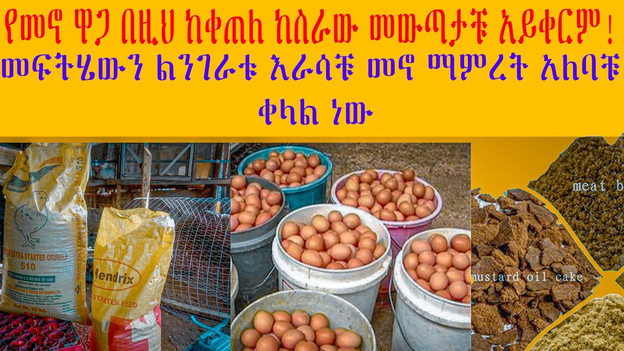 የመኖ ዋጋ ጭማሪ በዚህ ከቀጠለ ከስራው መውጣቹ የማይቀር ነው !! ለዚህ አሳሳቢ ጉዳይ መፍትሔ የሚሆነው አንድ ነገር ብቻ ነዉ