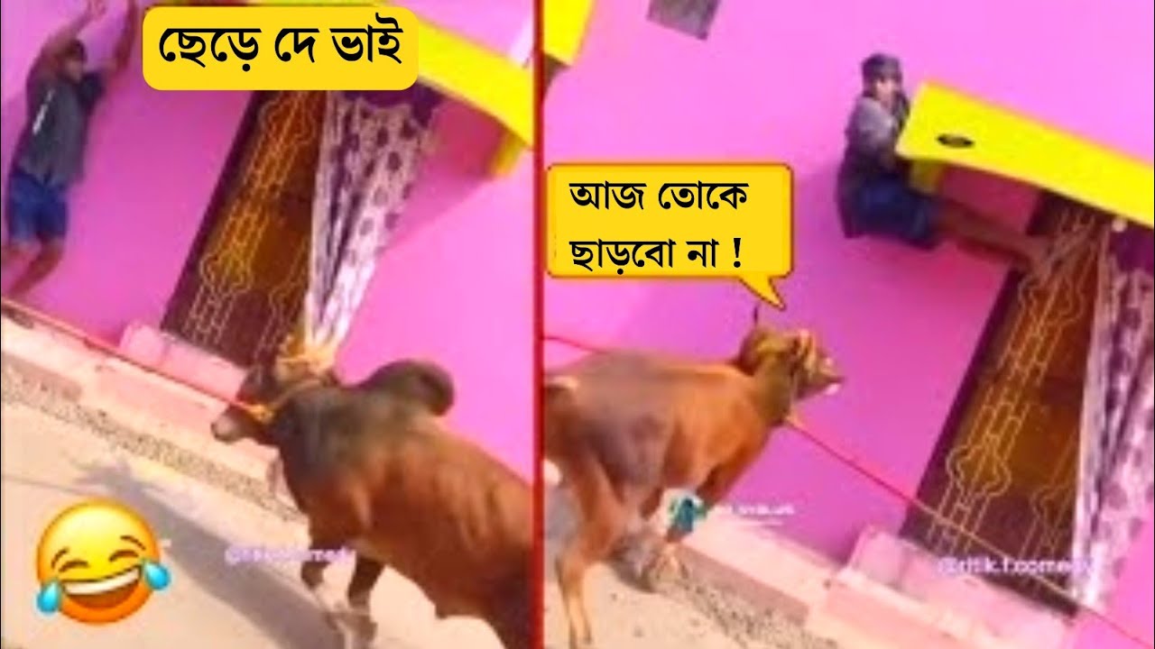 পশুদের মজার কর্মকান্ড&nbsp;&nbsp;😂 | Funny Animals Video 2026 |&nbsp;&nbsp;Mayajaal | Bangla Rides| Jk info