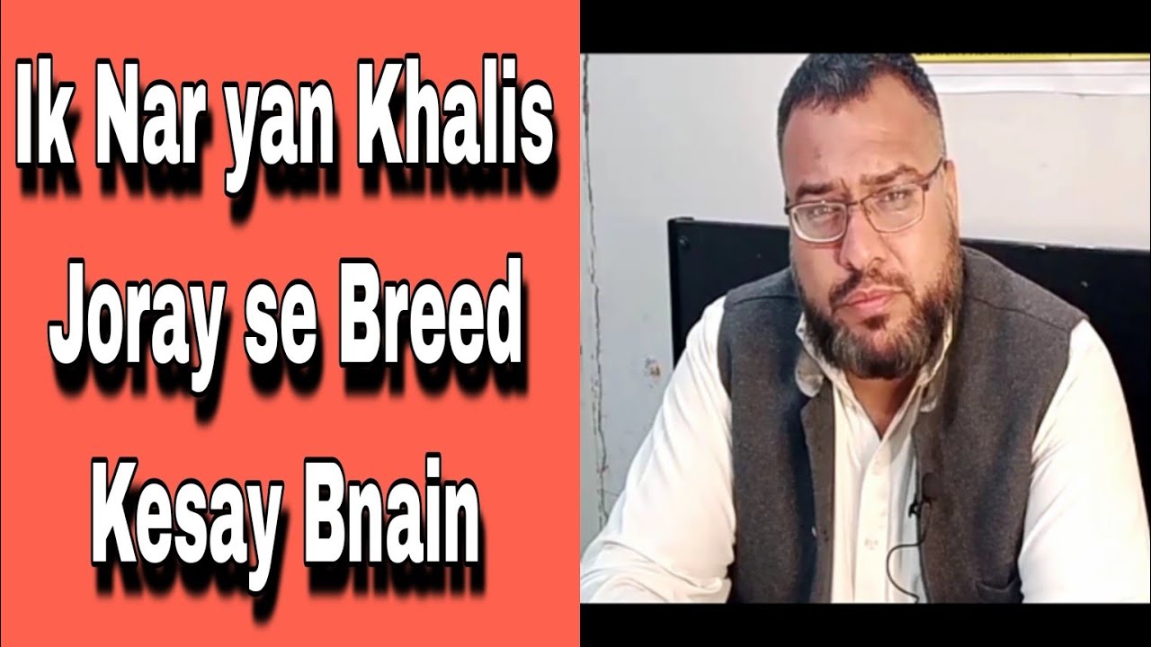 Breeding information | How to make Pure Blood in Less Time | Aseel Rooster Breeding Information