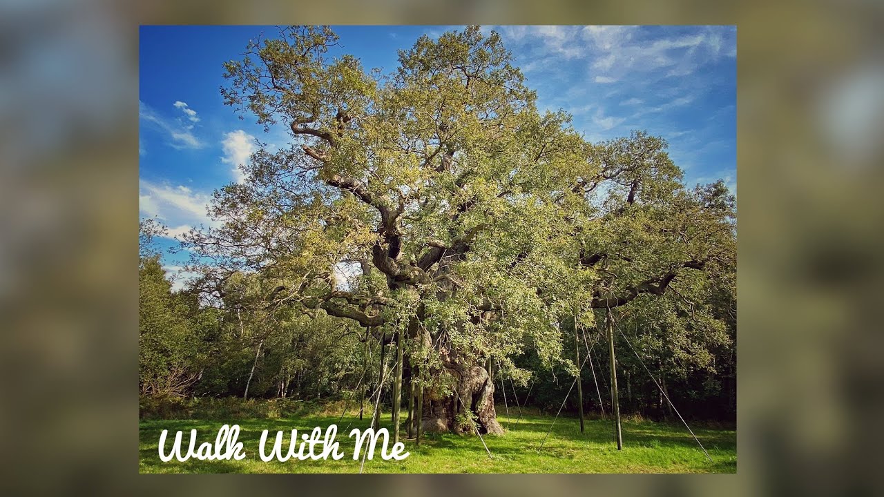 Walk with me: Sherwood Forest & Major Oak.