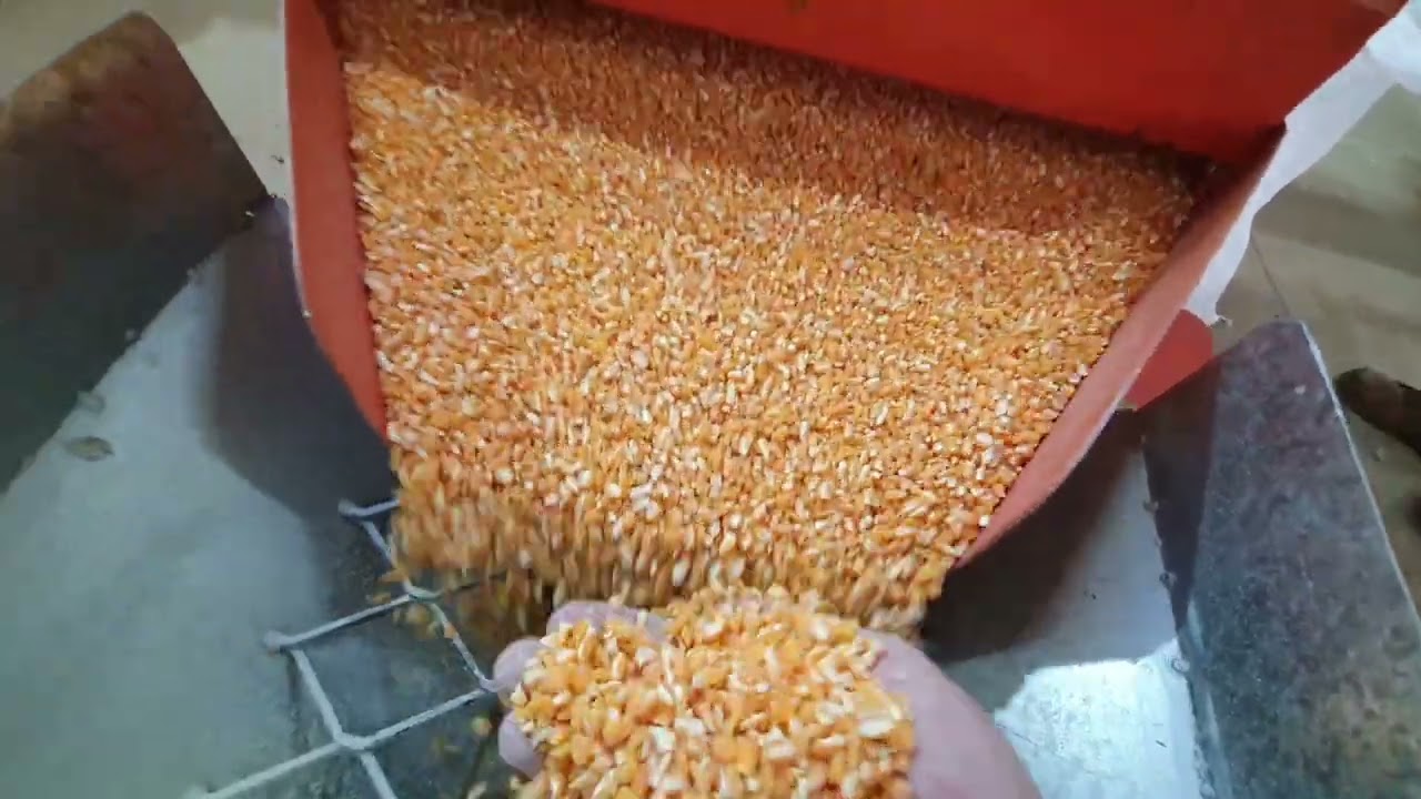 Fabrica compacta de Fubá - 1000Kg/h