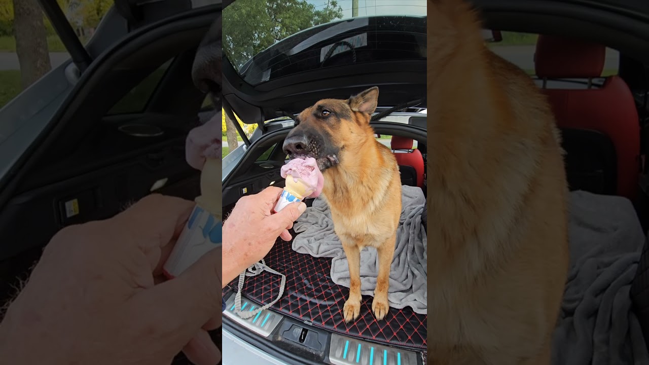 Our last night on vacation and Pal really enjoyed his ice-cream!  #germanshepherd  #buddyandmikespal