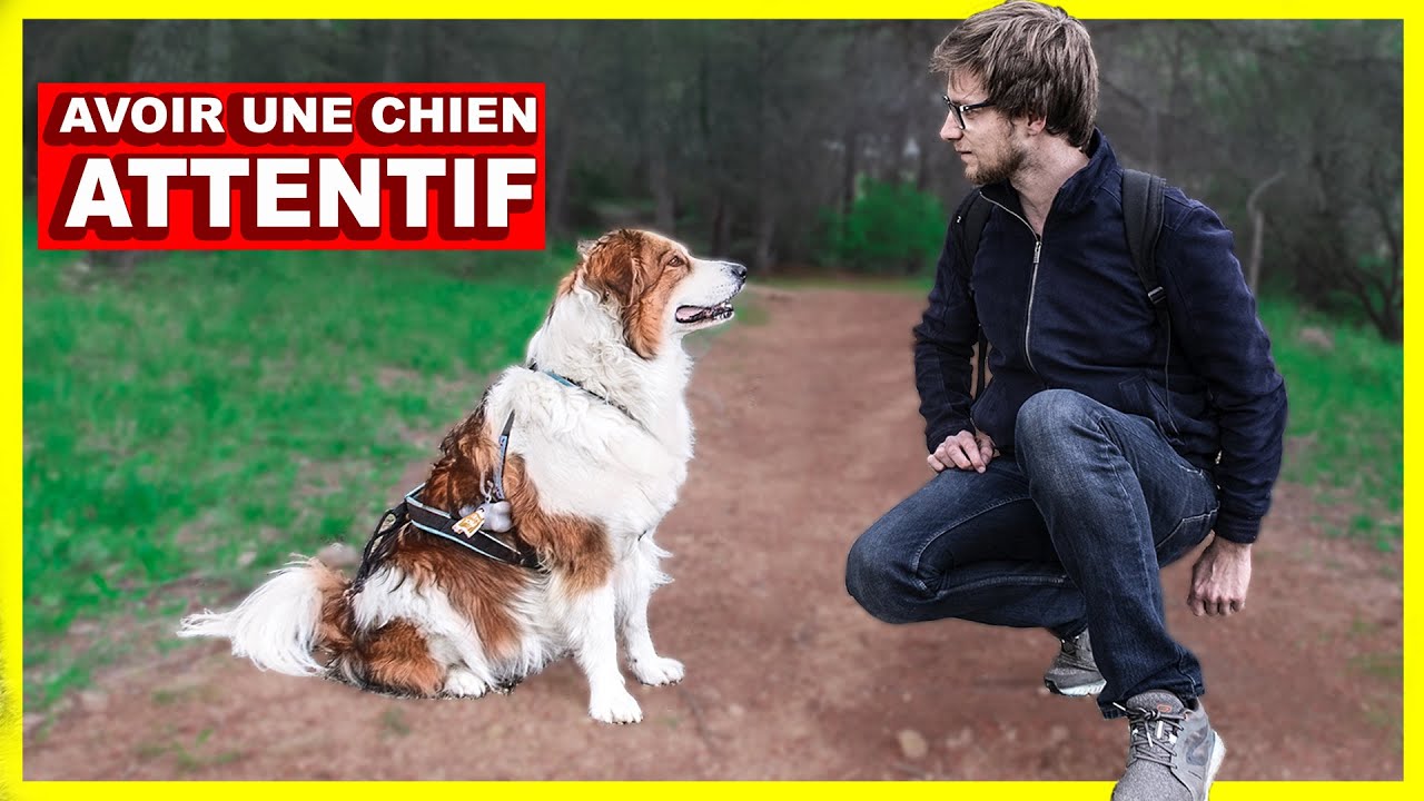 Comment avoir l’attention de mon chien en balade
