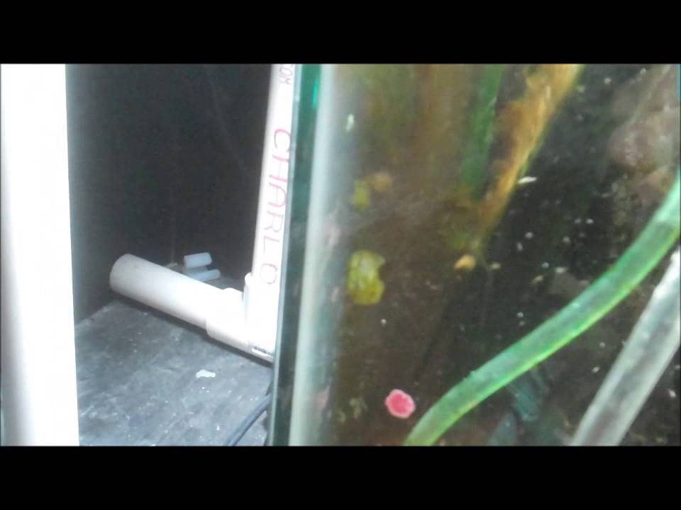 Upflow algae turf scrubber