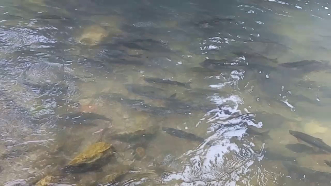 Mrijest &Scaron;kobalja Suturlija