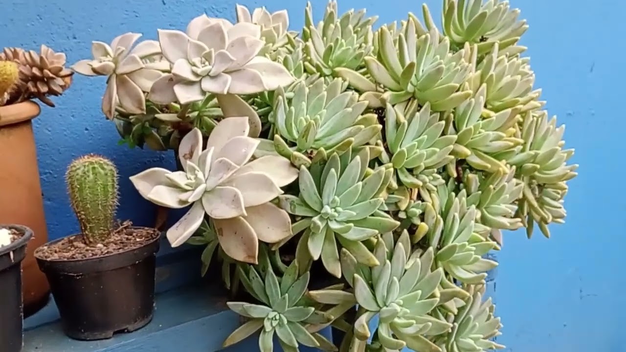 #flores  cactos e suculentas de sol pleno. Você vai gostar.
