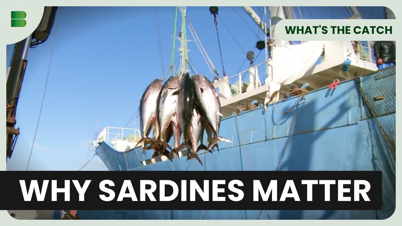 Why Sardines Could Save Our Oceans - What's The Catch - Documentary