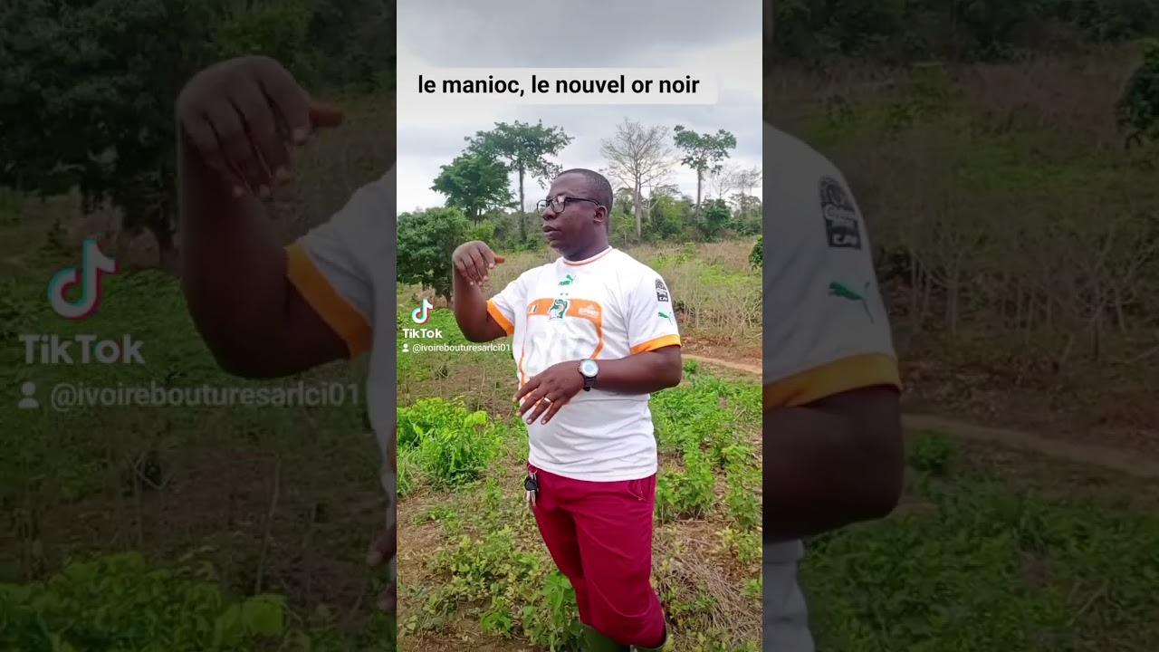 ivoire bouture sarl spécialiste du manioc en côte d'ivoire