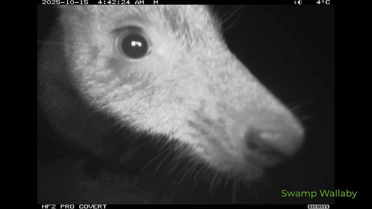 Hidden Valley Bushland - Wallan Wildlife Watch - 2025 Sep-Dec