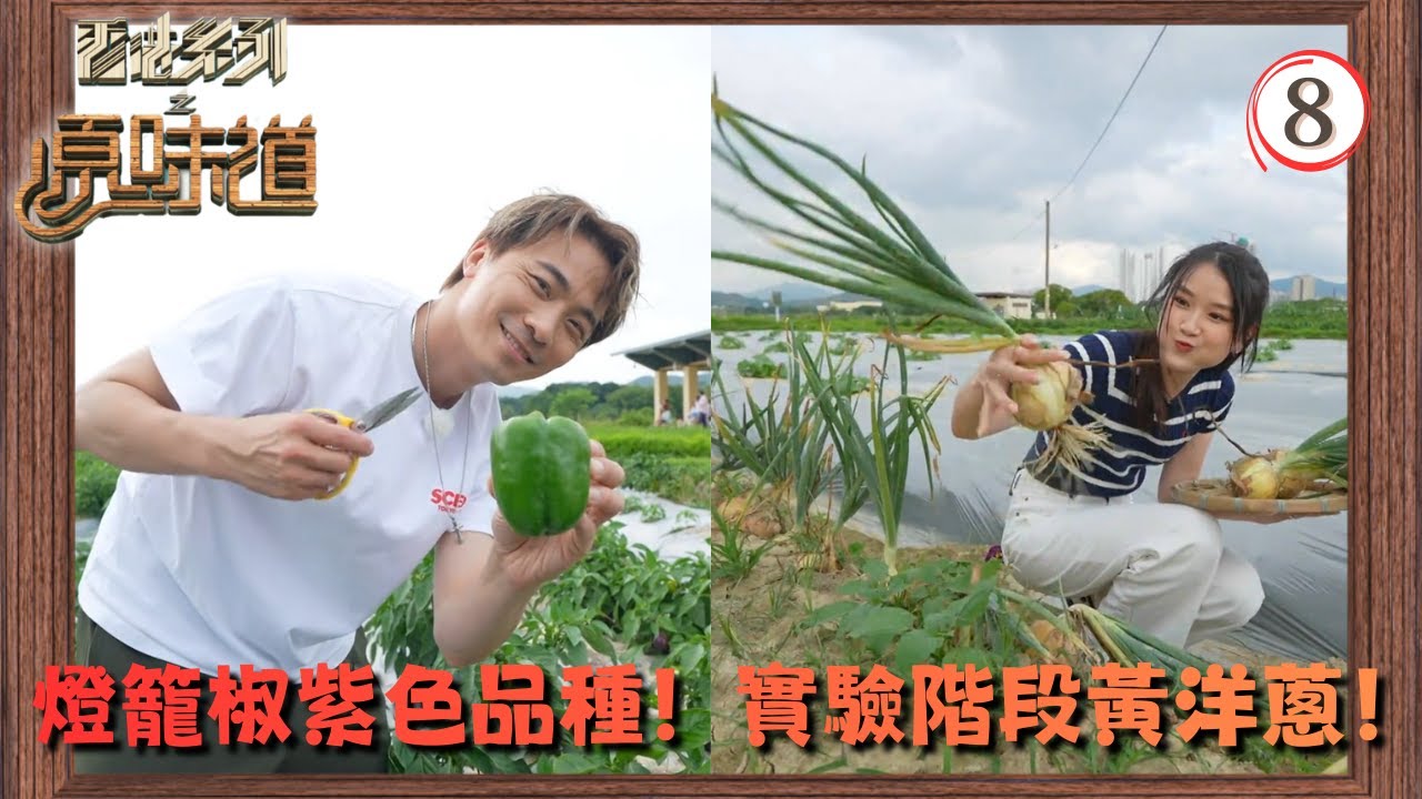 TVB飲食節目 | 香港系列之原味道 08/13 | 海葡萄、蝴蝶酥、本地有機農作物、預製外賣餐 | 黃劍文 | 冼靖峰 | 王汛文 | 莊子璇 | 粵語中字 | 2025