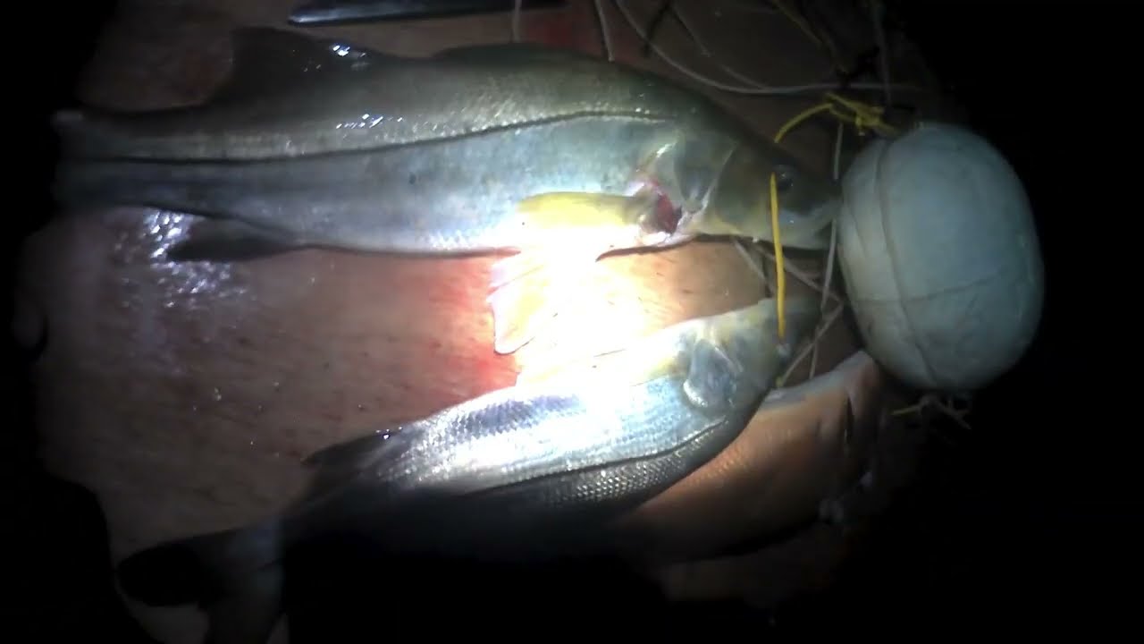 Pesca Sub Noturna: Capturas Incríveis no Escuro! Veja o que pegamos!