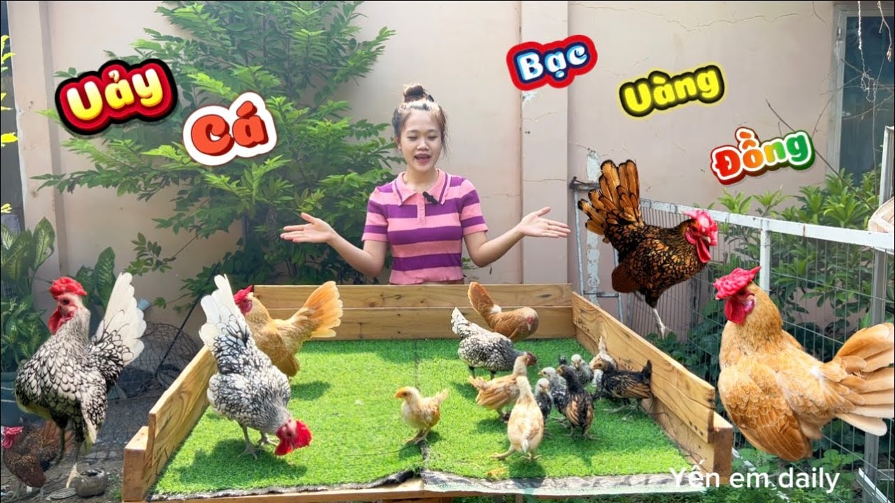 Giới Thiệu Bầy Gà Vảy Cá Bạc, Vàng, Đồng Từ Gà Con Đến Gà Lớn- Thêm Trứng Mới Nhặt Vào Máy Ấp Trứng