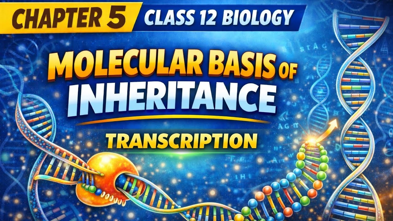 How DNA Makes RNA? | Transcription Explained